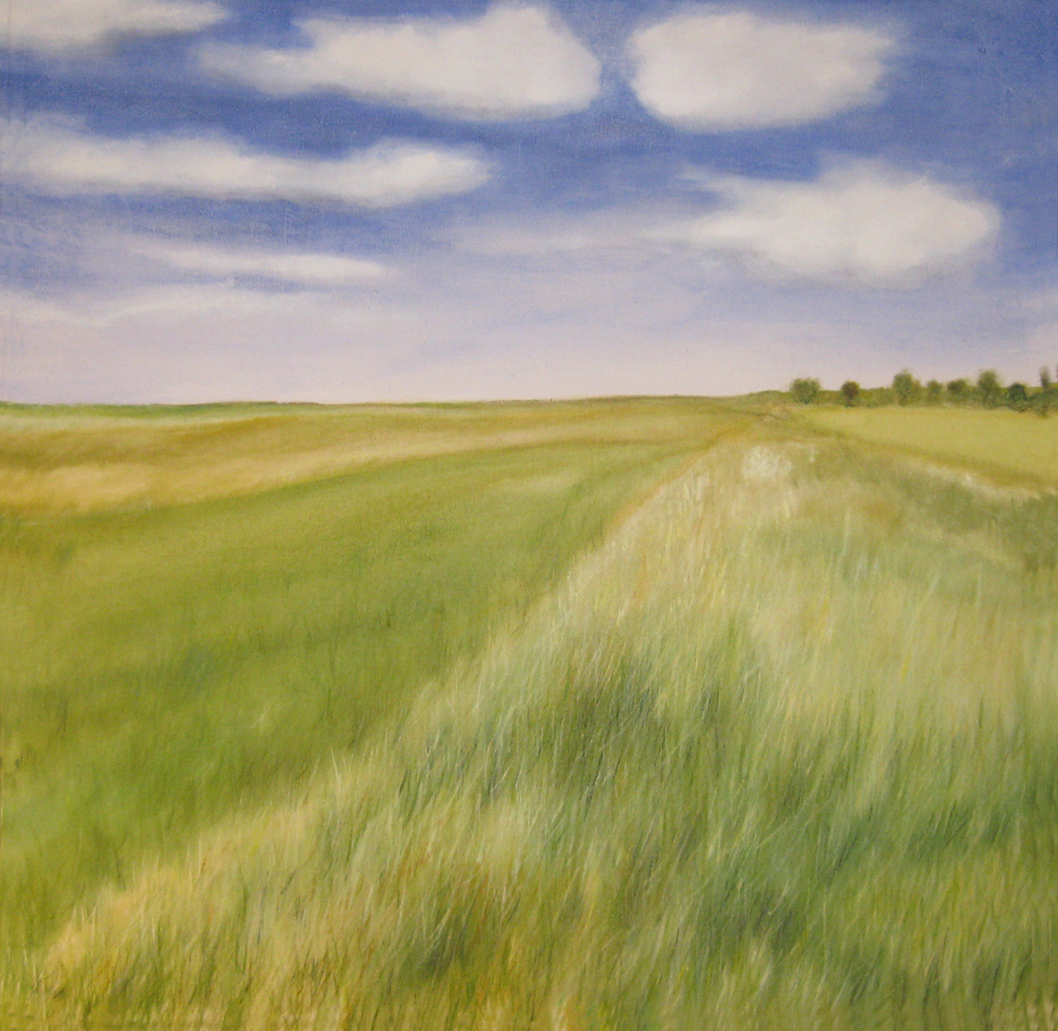 wind in grass and blue sky