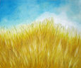 wheat and clear blue sky
